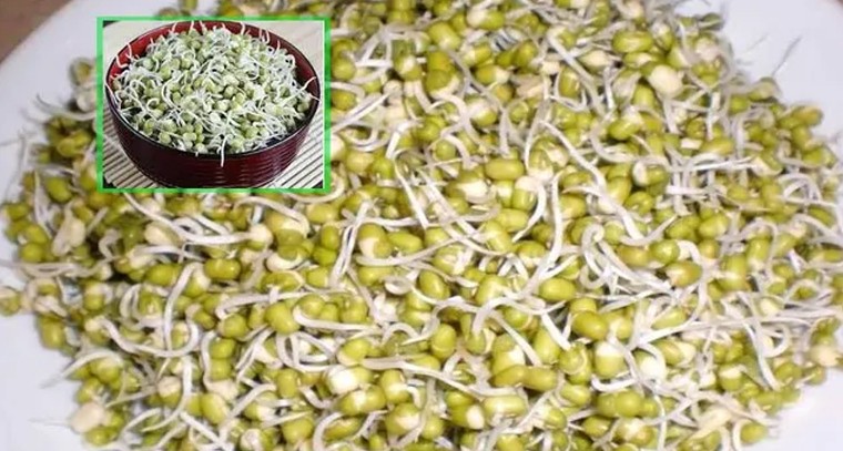 రోజూ మొలకెత్తిన పెసలను తినడం వలన కలిగే ప్రయోజనాలు
