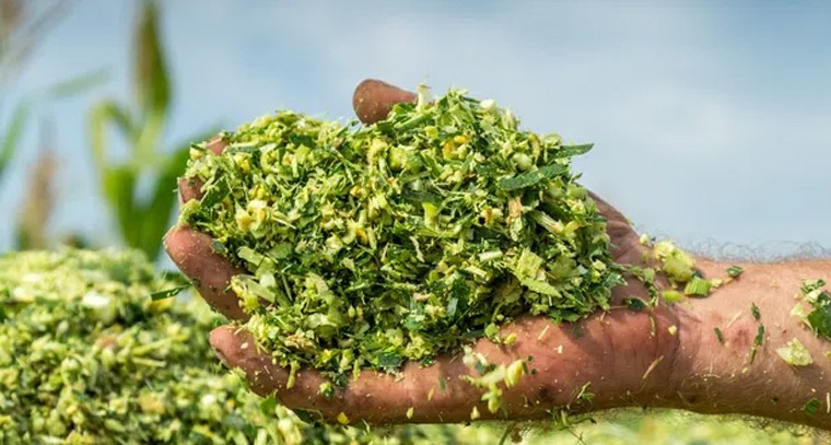 సైలేజ్ గడ్డితో రైతులకు అధిక ఆదాయం
