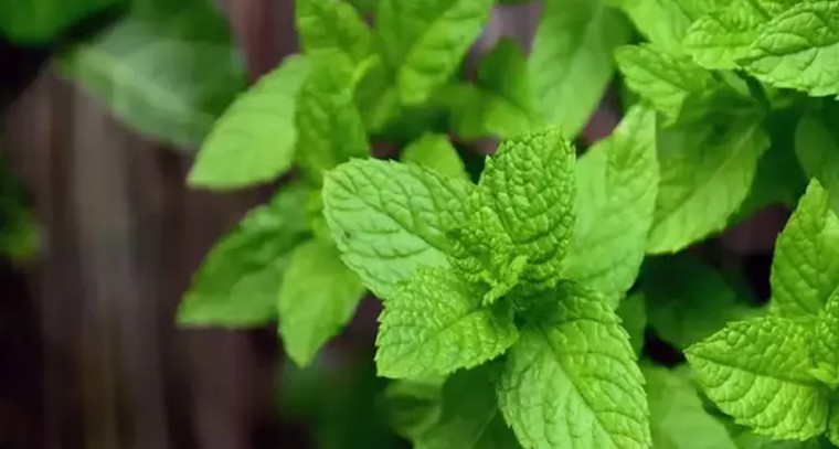 రోజూ పుదీనా ఆకులు తింటే..
