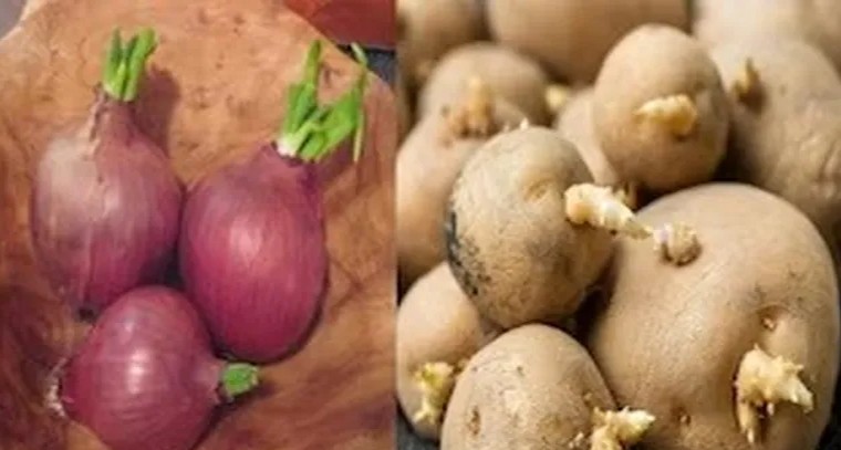 ఇంట్లో ఉల్లిగడ్డ, ఆలూ త్వరగా మొలకెత్తుతున్నాయా?
