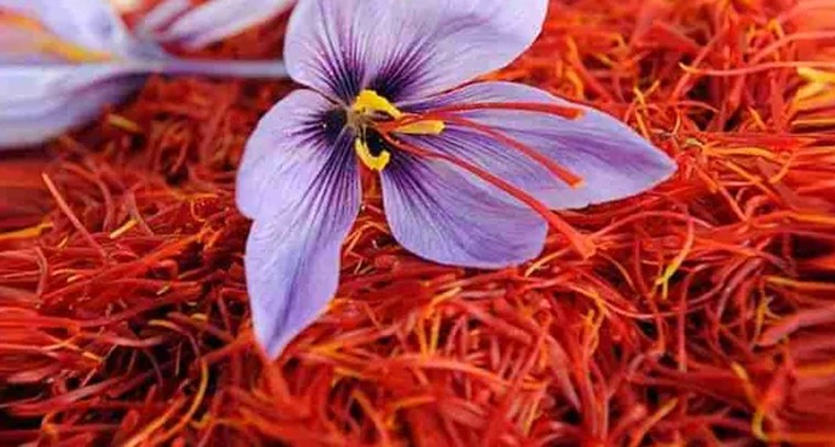 ఖాళీ కడుపుతో ఈ డ్రింక్ తాగితే ప్రయోజనాలు
