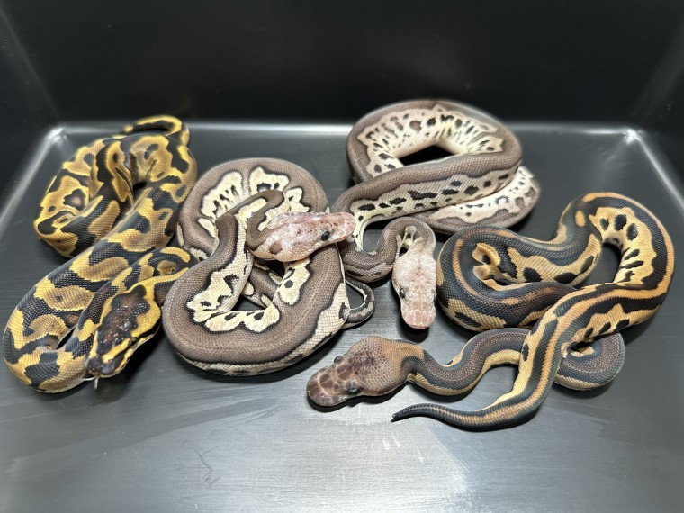 పెంపుడు జంతువుగా ఆదరణ పొందుతున్న బాల్ పైథాన్