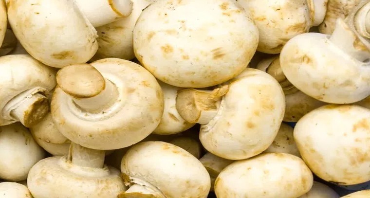 మష్రూమ్ రంగు మారకుండా నిల్వ చేయండిలా!
