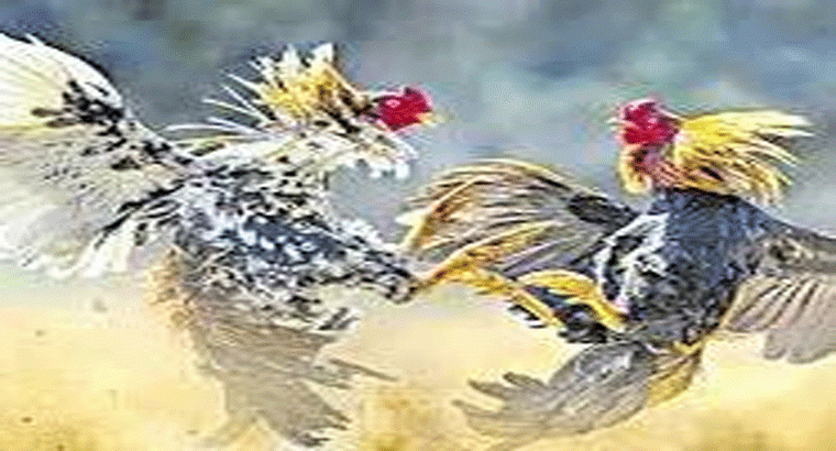 ఈ ఏడాది ఇదే అతిపెద్ద పందెం..కోడి పందెంలో కోటిన్నరకు పైగా గెలిచాడు