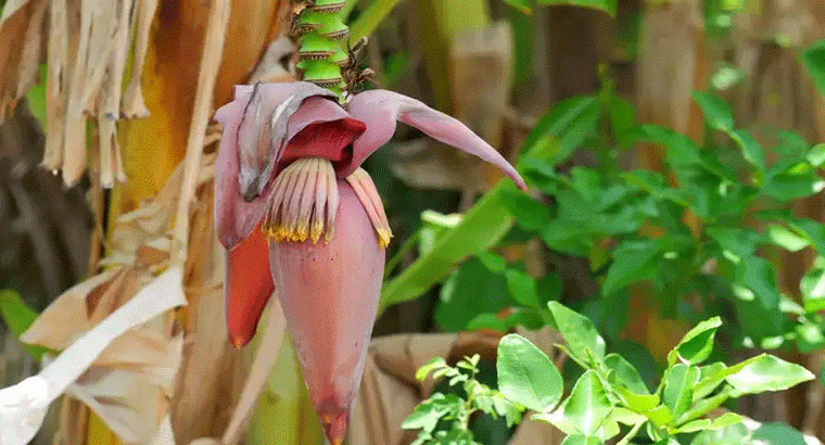 అరటి పువ్వుతో ఆరు వంటకాలు, రుచితో పాటు ఆరోగ్యం