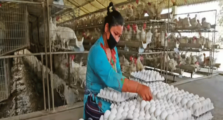 భారత్‌లో లభించే గుడ్లు పూర్తిగా సురక్షితం.. కేంద్ర సంస్థ క్లారిటీ 