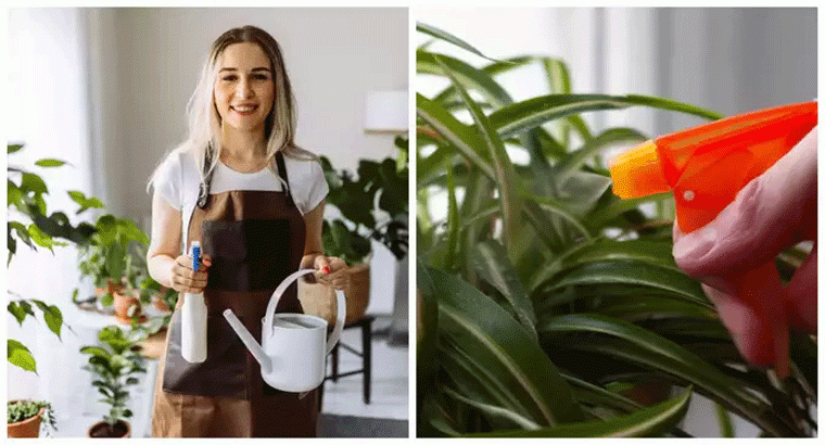 ఇలా చేస్తే నిమ్మ చెట్లు చిన్నగా ఉన్నా ఎక్కువగా కాయలు కాస్తాయి