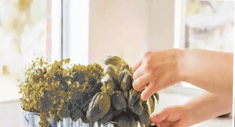 ఇంట్లో కచ్చితంగా పెంచాల్సిన చెట్లు, ఒంట్లోని చాలా సమస్యలు దూరం, మీ ఇంట్లో ఉన్నాయా మరి