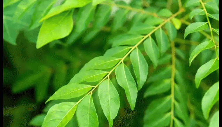 కరివేపాకు..ఇది షుగర్ వ్యాధి గ్రస్తులకు వరం