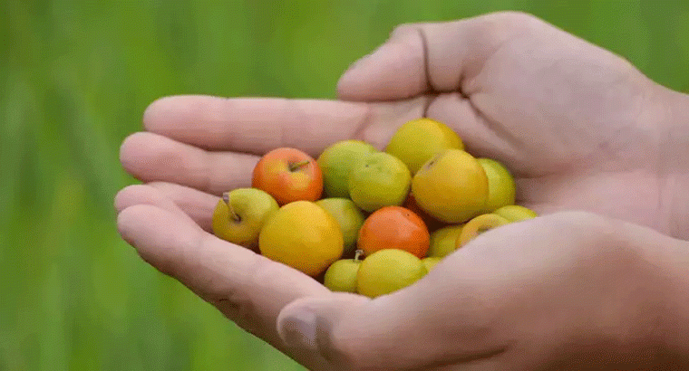 వీళ్లు పొరపాటున కూడా రేగి పండ్లను తినకూడదు.. ఎంత దూరంగా ఉంటే అంత మంచిది..