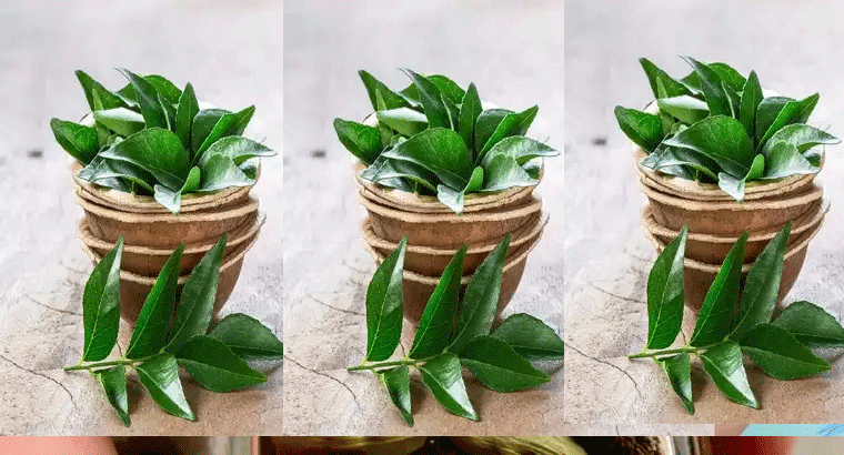 కరివేపాకు తింటే షుగర్, బరువు సమస్యలు తగ్గుతాయా