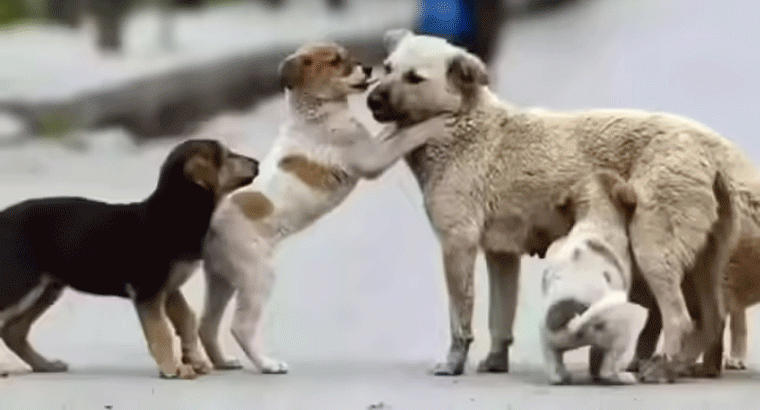 కుక్క విషయంలో కొడవ.. పక్కింటి వ్యక్తిపై దాడి