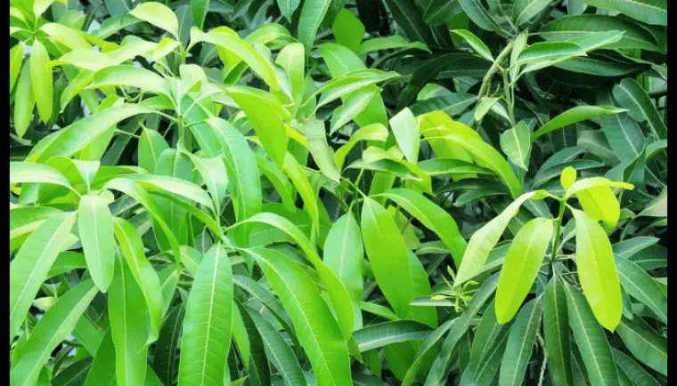 మామిడి పండ్లే కాదు...వాటి ఆకులు కూడా ఆరోగ్యకరం
