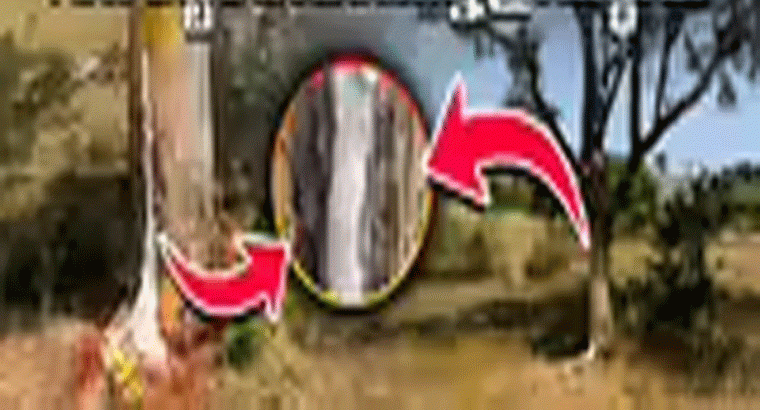 బ్రహ్మంగారు చెప్పినట్టే.... చిత్తూరులో అద్భుతం