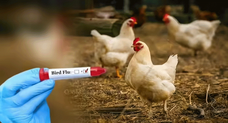 ఏపీలో మళ్లీ బర్డ్ ఫ్లూ కలకలం.. ఆ జిల్లాలో వైరస్ పంజా, 28 వేల కోళ్లు మృతి