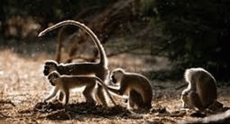 ఒక్కో వానరానికి రూ.25 లక్షలు.. కోతులకు భలే డిమాండ్