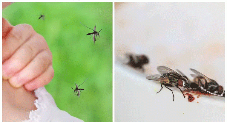 దోమలు, ఈగలు, పురుగులు ఇంట్లో నుంచి తరిమేందుకు కాయిల్స్