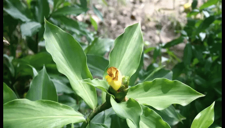 ఇన్సులిన్‌ ఆకు..షుగర్ వ్యాధి గ్రస్తులకు ఇదో దివ్య ఔషధం