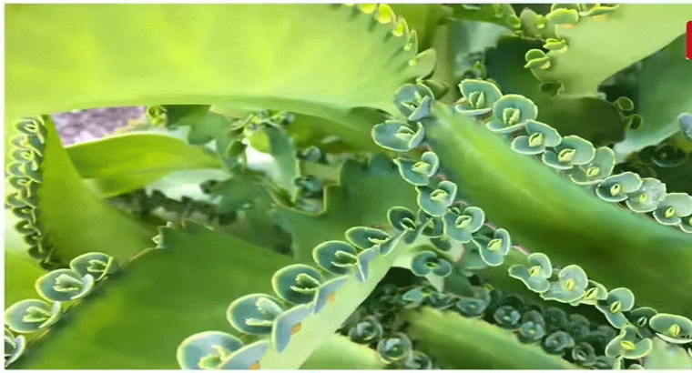 కిడ్నీల్లో రాళ్ళని కరిగించే జ్యూస్, నేచురల్‌గా స్టోన్స్ తగ్గించుకోవచ్చు