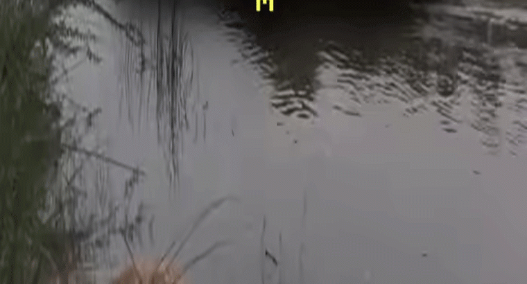 మాల్యా పిటిషన్‌తో బ్యాంకులకు నోటీసులు.. ఫిబ్రవరి 13 డెడ్‌లైన్