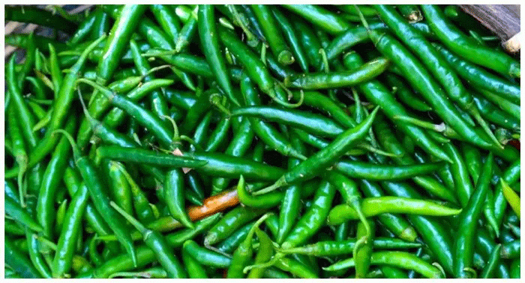 ఇంటి బాల్కనీలోనే మిరపచెట్లని పెంచండి