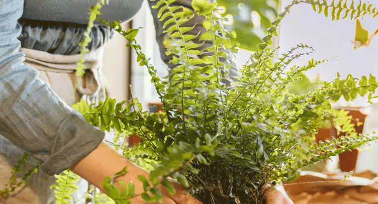 ఎండాకాలంలో ఇంటిని చల్లగా ఉంచే మొక్కలు