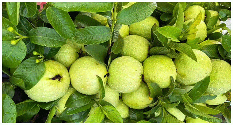 కుండిలో కూడా జామచెట్టు పెంచవచ్చు