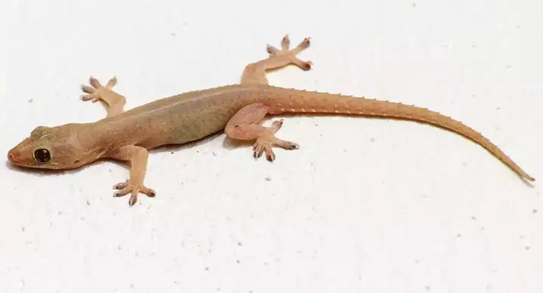 కర్పూరం, దూది వత్తులతో బల్లుల్ని ఇంటి నుంచి తరిమికొట్టొచ్చు