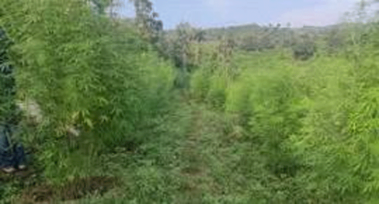 పత్తి చేలో గుట్టుగా గంజాయి సాగు,,,రూ.11 లక్షలు విలువ చేసే 108 మొక్కలు స్వాధీనం