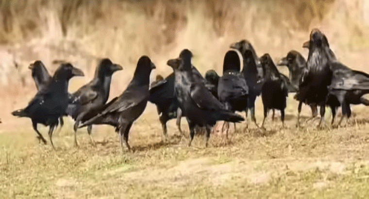 అనంతపురం శ్రీ కృష్ణదేవరాయ యూనివర్సిటీలో వరుసగా చనిపోతున్న కాకులు