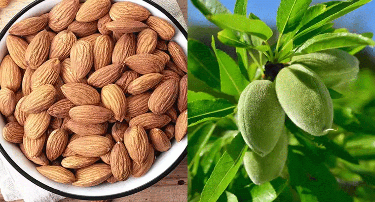 కుండీలోనే బాదం మొక్కను సులభంగా పెంచుకోవచ్చు