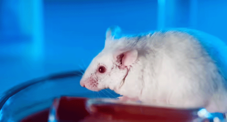 మీ ఇంట్లో ఎలుకలు రాకుండా గోధుమపిండిలో ఇవి కలపండి