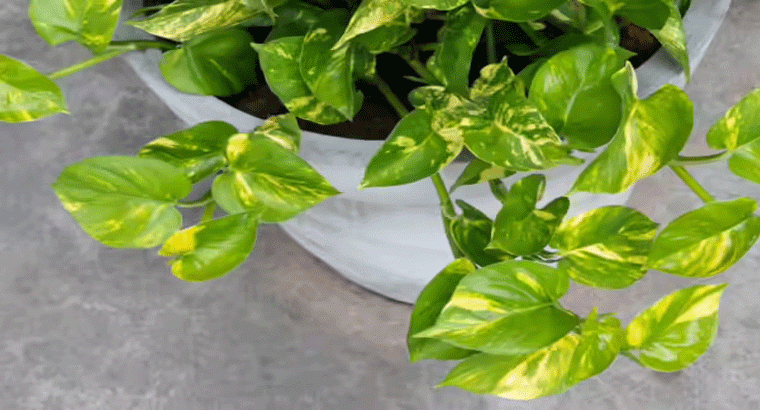 మనీ ప్లాంట్ ఇలా చేస్తే ఒత్తుగా పెరిగి ఇంటి మొత్తానికి తీగ అల్లుకుపోతుంది