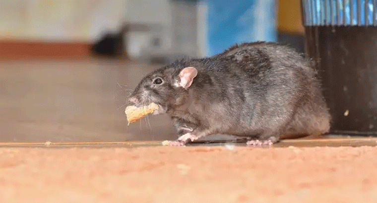 ఎలుకల్ని తరిమికొట్టే బిస్కెట్లు.... ఇంట్లోనే చేసుకోవచ్చు