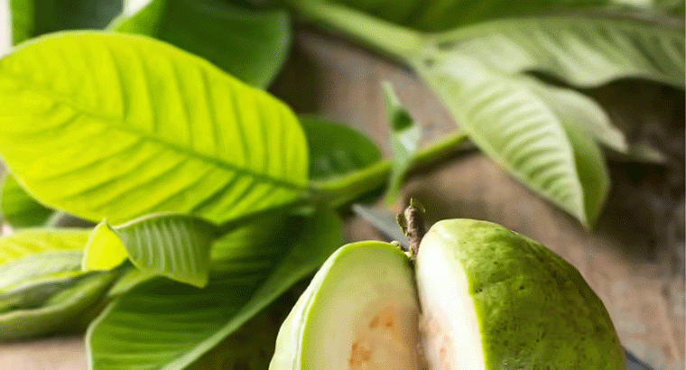 వారానికి 3 సార్లు జామ ఆకు తినండి, షుగర్ మీ జోలికి రాదు, మరెన్నో సమస్యలు దూరం