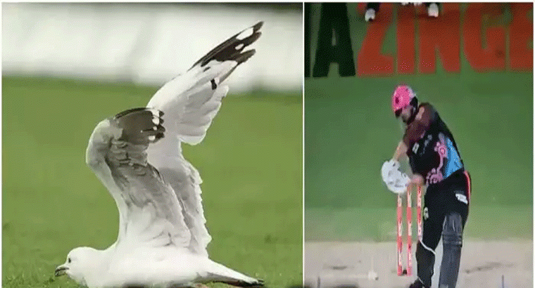 లైవ్‌ మ్యాచ్‌లో ఘోరం.. బ్యాటర్‌ కొట్టిన బంతి తగిలి, పావురం గిలగిలా కొట్టుకుని