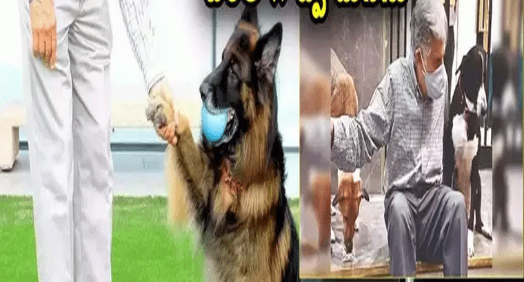 రతన్ టాటాకు హ్యాట్సాఫ్.. తాజ్ మహల్ హోటల్లోకి వీధి కుక్కలకు ఫ్రీ ఎంట్రీ