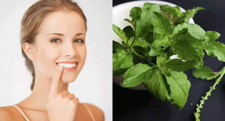 తులసి, వేపాకులతో దంతాలపై పాచి వదిలించుకోవచ్చు, ఎలా వాడాలంటే
