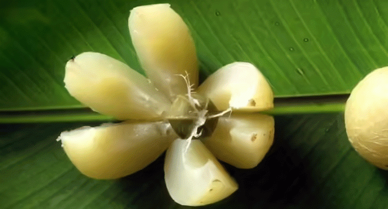 ఎంతో హెల్దీ అయిన ఉసిరిని పిల్లలు తినట్లేదా