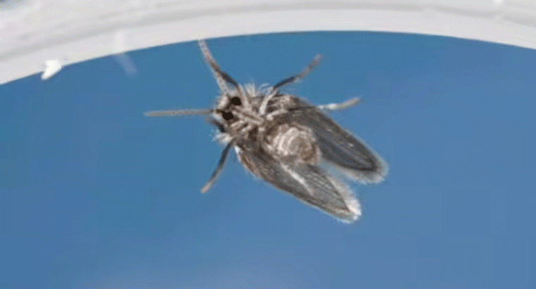 బాత్రూమ్ ఈగల్ని తరిమికొట్టే ఇంటి చిట్కాలు