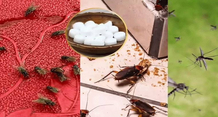 పండ్ల ఈగలు + బొద్దింకలు + దోమలు అన్నింటికీ కర్పూరం ఉంటే చాలు