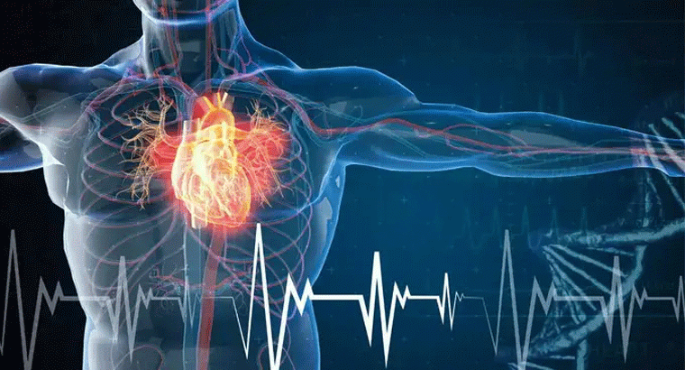 గుండెని బలంగా ఉంచే ఆయుర్వేద మూలికలు