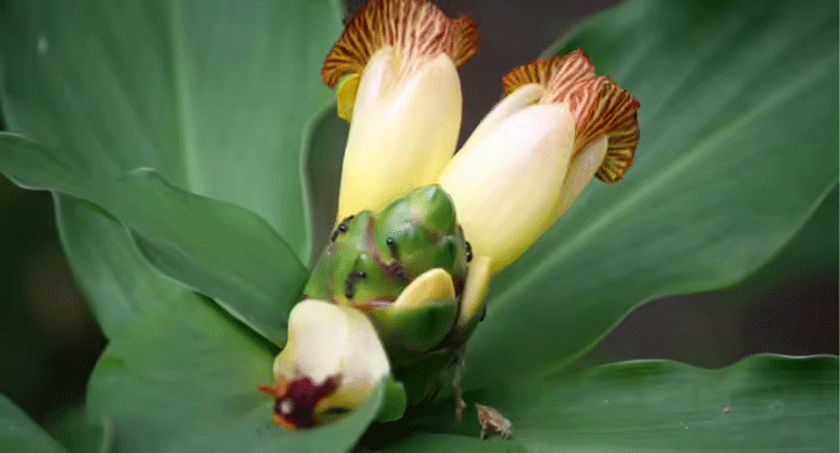 ఈ మొక్క ఆక్కుతో షుగర్ మొత్తం కంట్రోల్