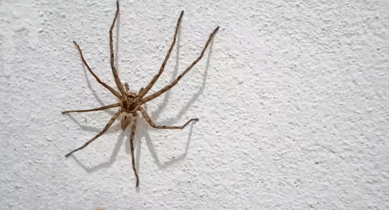 ఇలా చేస్తే సాలెపురుగులు మీ ఇంటిని ఖాళీ చేసి పారిపోతాయి