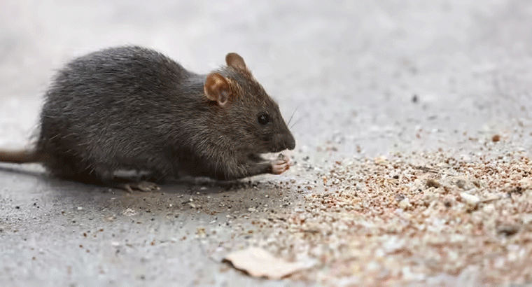 ఎలుకల మందుతో పనిలేదు, అరటి పండు ఉంటే చాలు