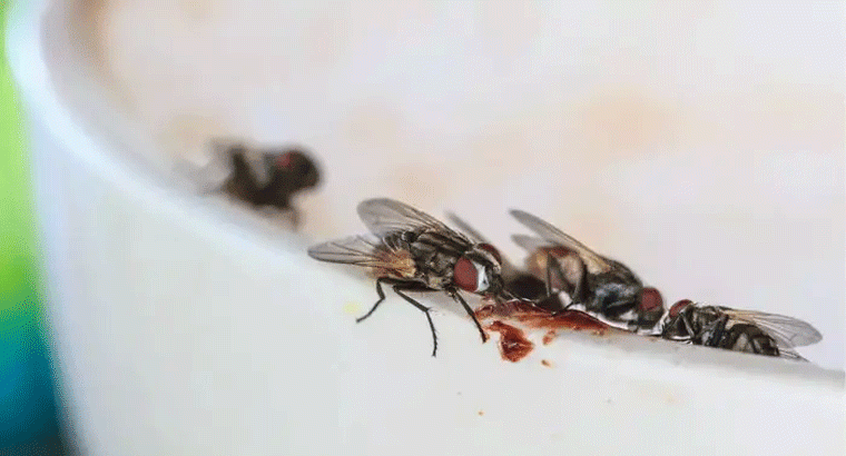 ఇంటి నిండా ముసురుతున్న ఈగల్ని తరిమికొట్టే చిట్కాలు