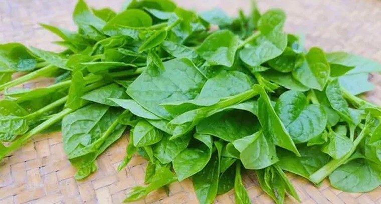 పాలకూర.. మీ ఆరోగ్యాన్ని మెరుగుపరిచే శక్తివంతమైన ఆకుపచ్చని ఆయుధం!

