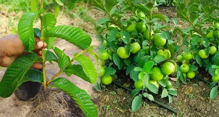 జామ ఆకుల సమ్మోహన శక్తి.. ఆరోగ్యానికి అద్భుత ఔషధం

