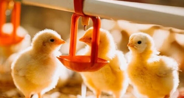 పౌల్ట్రీ రైతుల కోసం ప్రత్యేక చిట్కాలు.. ఆరోగ్యకరమైన కోడి పిల్లల పెంపకం మరియు యాజమాన్యం

