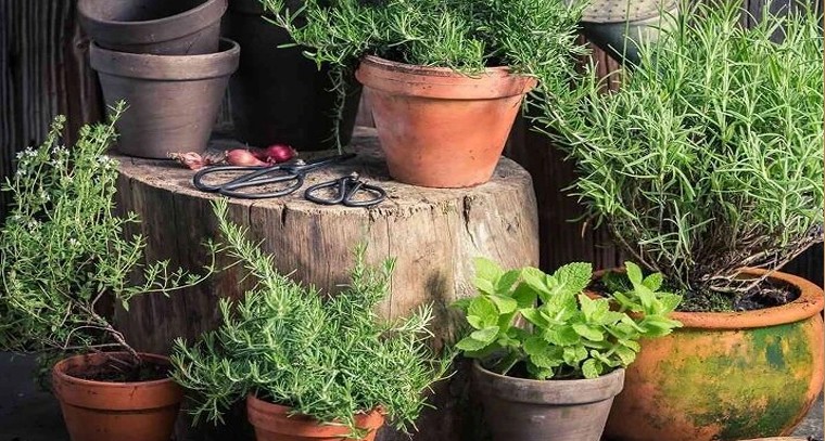 రసాయనాలకు స్వస్తి.. దోమలను తరిమే సహజసిద్ధమైన మొక్కలు!

